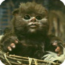 Baby Ewok Baby Ewok